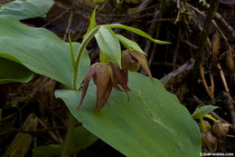 Image of Clustered lady's slipper