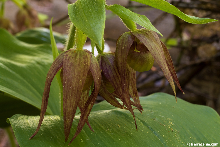 Image of Clustered lady's slipper