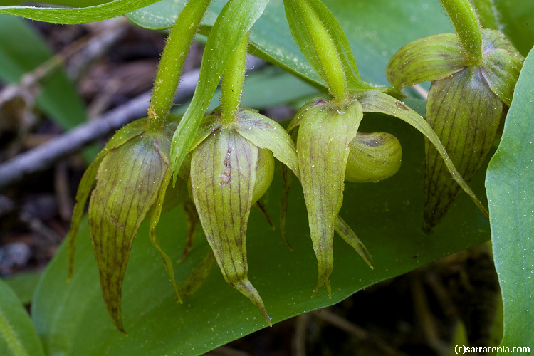 Image of Clustered lady's slipper