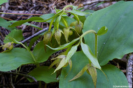 Image of Clustered lady's slipper