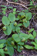 Image of Clustered lady's slipper