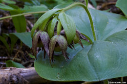 Image of Clustered lady's slipper