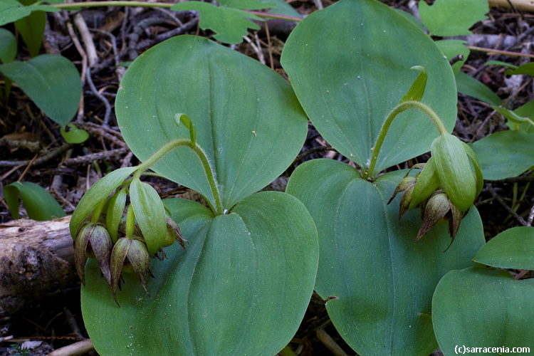 Image of Clustered lady's slipper