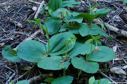 Image of Clustered lady's slipper