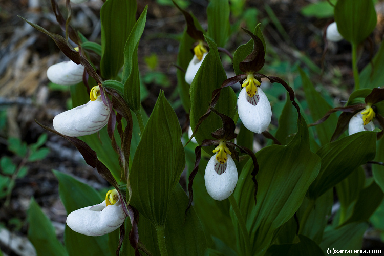 Imagem de Cypripedium montanum Douglas ex Lindl.