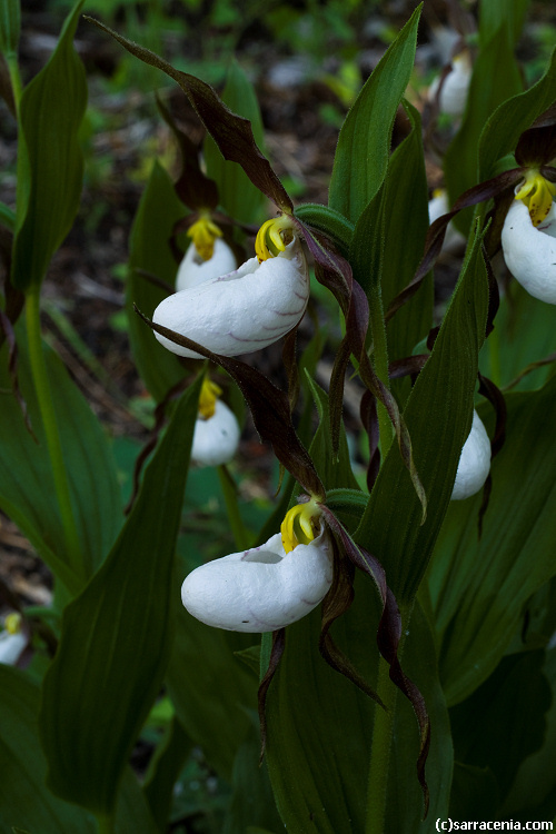 Imagem de Cypripedium montanum Douglas ex Lindl.