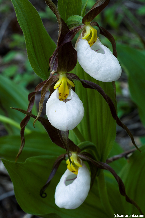 Imagem de Cypripedium montanum Douglas ex Lindl.