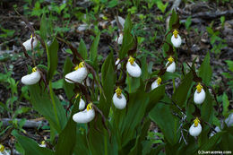 Imagem de Cypripedium montanum Douglas ex Lindl.