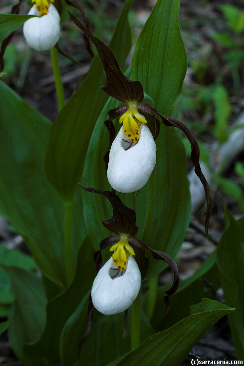 Imagem de Cypripedium montanum Douglas ex Lindl.