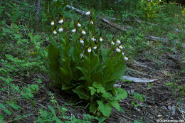 Imagem de Cypripedium montanum Douglas ex Lindl.