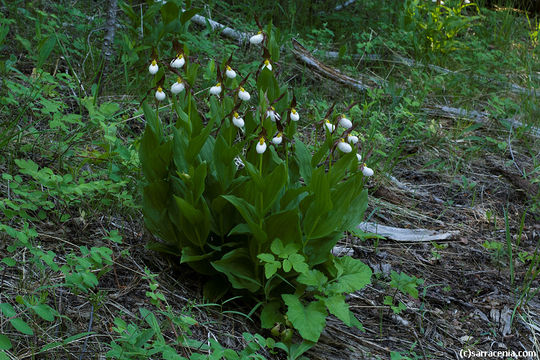 Imagem de Cypripedium montanum Douglas ex Lindl.