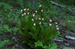 Imagem de Cypripedium montanum Douglas ex Lindl.