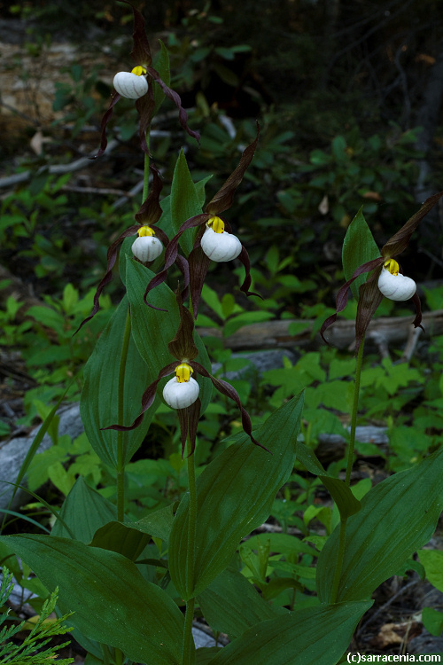 Imagem de Cypripedium montanum Douglas ex Lindl.