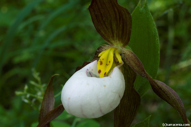 Imagem de Cypripedium montanum Douglas ex Lindl.