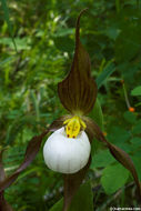 Imagem de Cypripedium montanum Douglas ex Lindl.