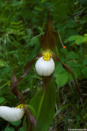 Imagem de Cypripedium montanum Douglas ex Lindl.