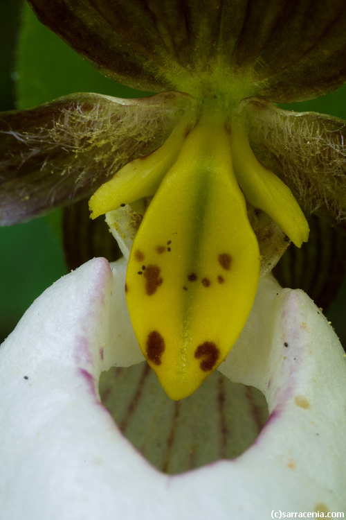 Imagem de Cypripedium montanum Douglas ex Lindl.