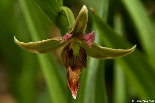 Слика од Epipactis gigantea Douglas ex Hook.