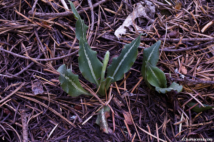 Image of Giant Rattlesnake-plantain