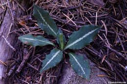 Image of Giant Rattlesnake-plantain