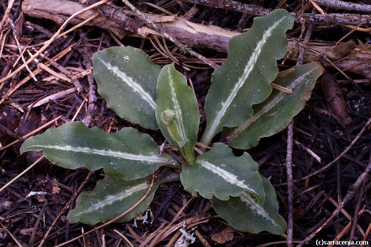 Image of Giant Rattlesnake-plantain