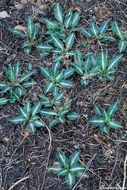 Image of Giant Rattlesnake-plantain