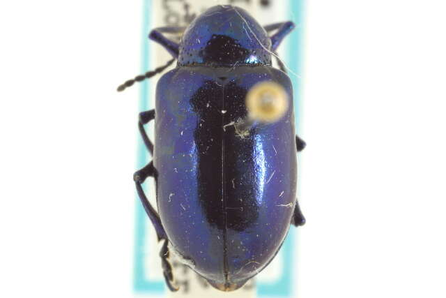 Image of Chrysochus