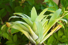 صورة Catopsis berteroniana (Schult. & Schult. fil.) Mez