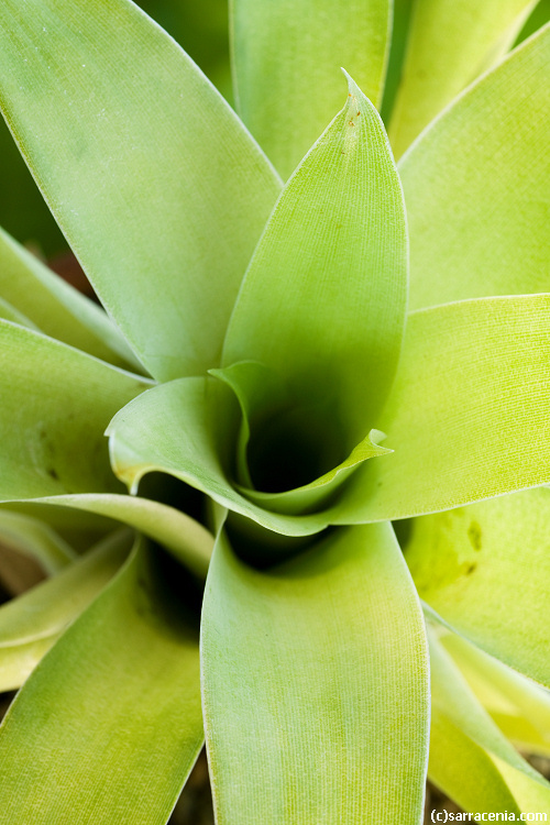 صورة Catopsis berteroniana (Schult. & Schult. fil.) Mez