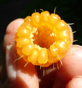 Image of salmonberry