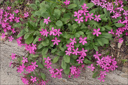 صورة Saponaria ocymoides L.