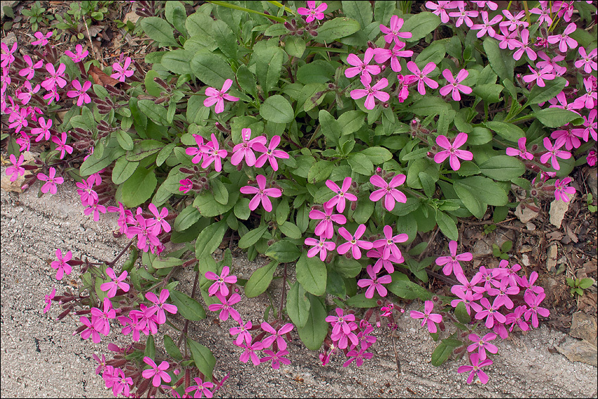 Image of rock soapwort