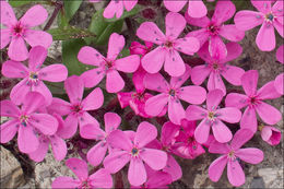 Image of rock soapwort