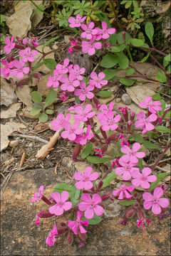 Image of rock soapwort