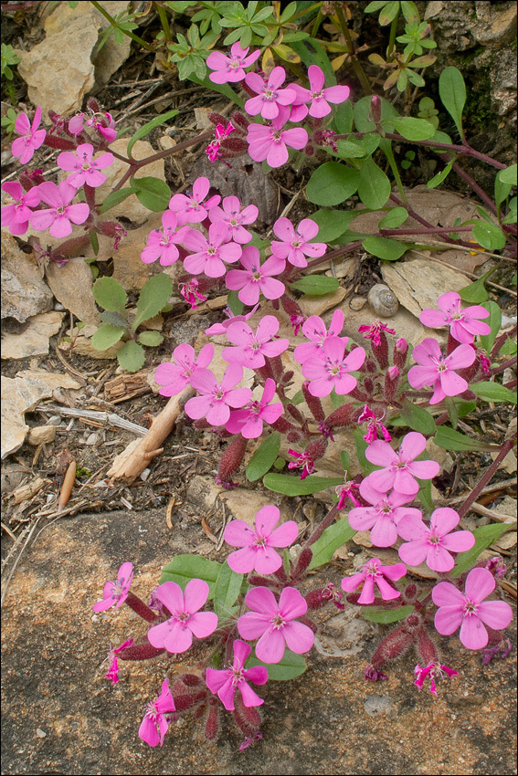 صورة Saponaria ocymoides L.