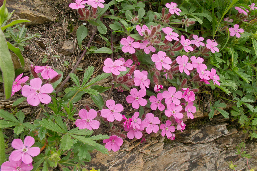 صورة Saponaria ocymoides L.