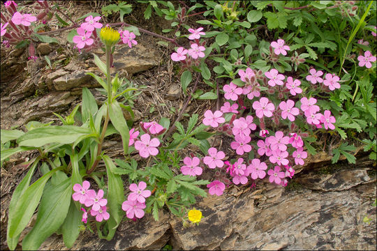 Image of rock soapwort