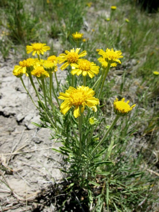 Imagem de Hymenoxys lemmonii (Greene) Cockerell