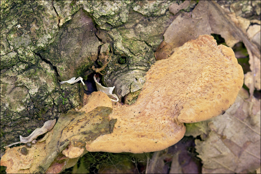 Image of Tender nesting polypore