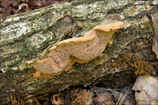 Image of Tender nesting polypore