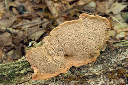 Image of Tender nesting polypore