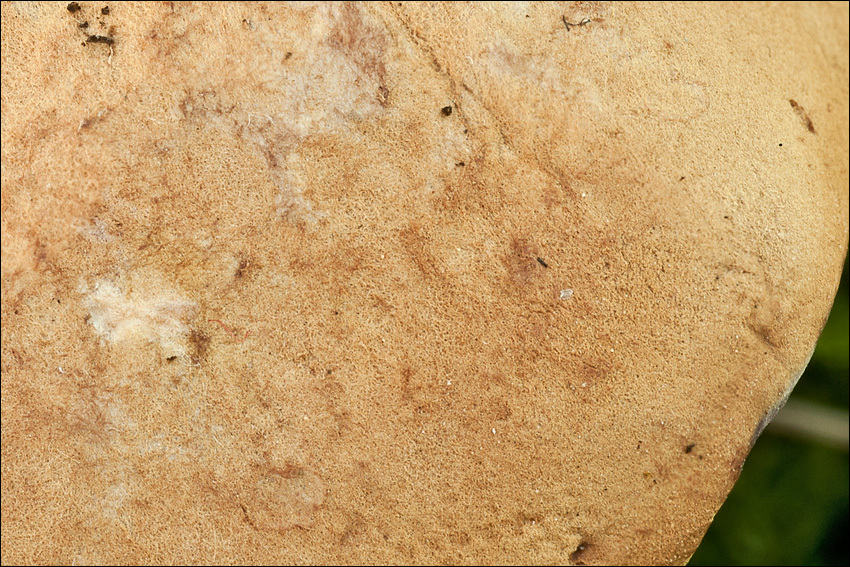 Image of Tender nesting polypore