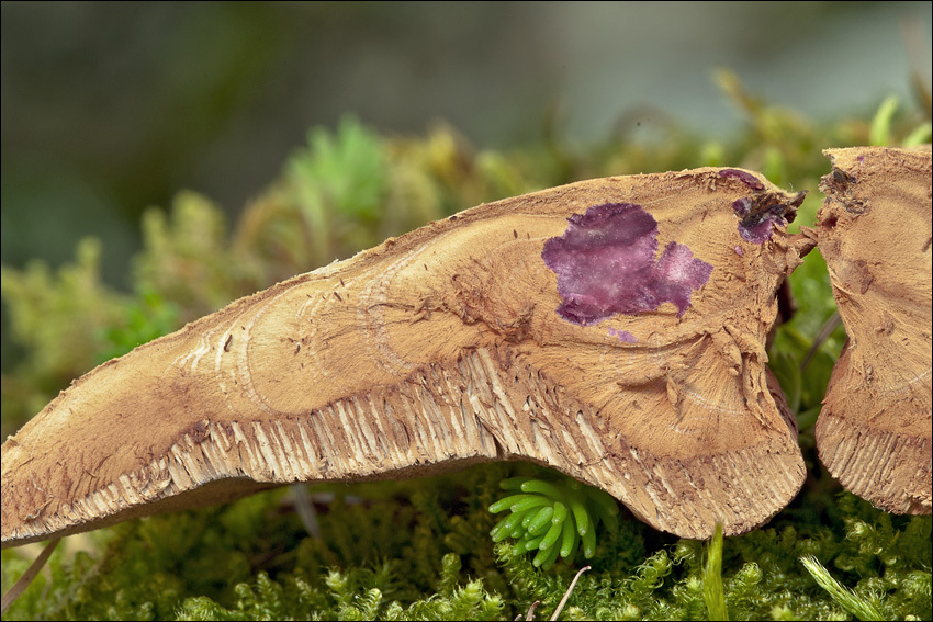 Image of Tender nesting polypore