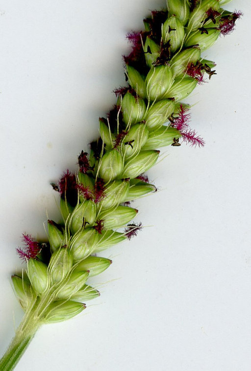 Image of Knotroot Foxtail