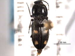 Image of Paracardiophorus