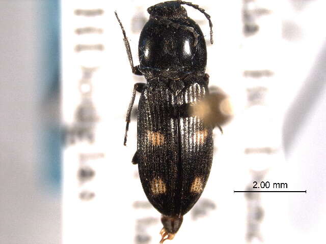 Image of Paracardiophorus