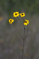 صورة Coreopsis gladiata Walt.