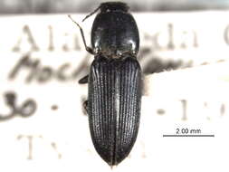 Image of Paracardiophorus