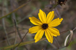 صورة Coreopsis gladiata Walt.