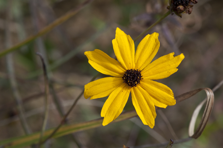 Image of coastal plain tickseed